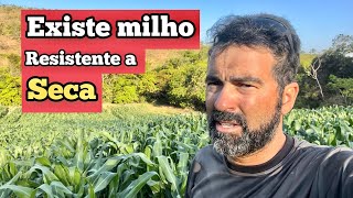 EXISTE MILHO RESISTENTE A SECA [upl. by Rumit]