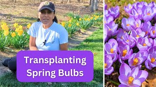 Moving My Crocus Bulbs Around 🌺 Spring Flowers [upl. by Adiahs]