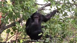 How similar are chimpanzees and humans [upl. by Uhayile534]