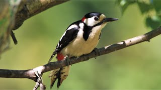 Buntspecht  Aussehen Ruf Merkmale… great spotted woodpecker vogel [upl. by Anim]