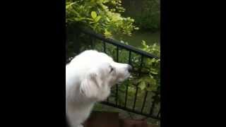 Great Pyrenees Dog Howling at Ambulance Siren [upl. by Merry]