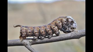 Deathshead Hawk moth caterpillar  Acherontia atropos  Cyprus [upl. by Rogerson]