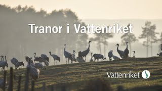 Tranor i Vattenriket [upl. by Prosperus]