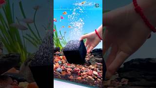 Testing Activated Carbon Filter Cubes  Aquarium Water Purifier 😱 carbon [upl. by Yro316]