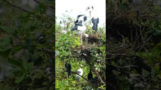 All Grey Heron Ardea Cinereal Bird​ Feedigbirds nature shortvideo viralvideo birds feedingbird [upl. by Aerbua]