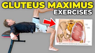 4 Gluteus Maximus Strengthening Exercises [upl. by Obala302]