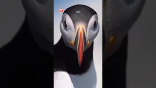 atlantic puffin birds  puffin bird flying  facts [upl. by Tarrance919]