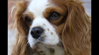 Cavalier King Charles Spaniel Uncovered MustKnow Facts shorts dog doglover shortvideo [upl. by Soutor]