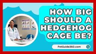 How Big Should A Hedgehog Cage Be  PetGuide360com [upl. by Enelec]