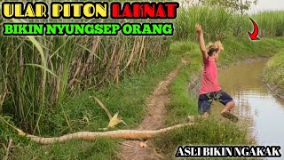 Prank Ular Piton Paling Laknat  Edisi Terlucu Auto Nyemplung  Asli Bikin Ngakak🤣🤣 [upl. by Brew540]