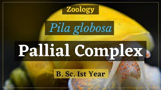 Pallial complex of Pila globosa  B Sc Ist year  Zoology [upl. by Lail]