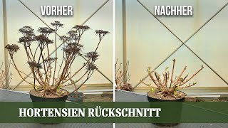 Hortensien richtig schneiden  der Weg zu einer prachtvollen Blüte [upl. by Ecidnarb]