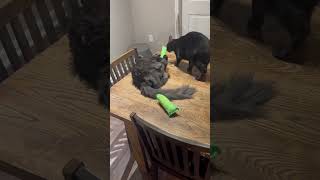 T’Challa and Shuri with their cat kick sticks viralvideo animals cute cat cats playing [upl. by Ardy]