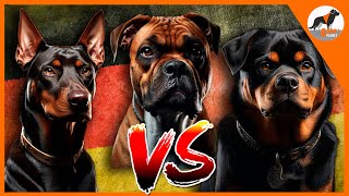 Boxér vs Rottweiler vs Doberman quotGuardianes de la historiaquotboxer rottweiler doberman [upl. by Biddick]