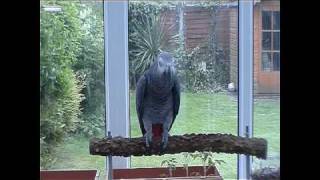 Talking Parrot  British Accent  Funny [upl. by Efal981]