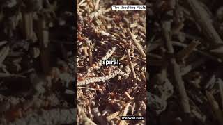 The Eerie Phenomenon of Ant Mills A Deadly Spiral [upl. by Assirual]