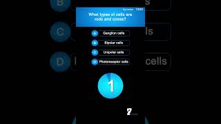 What types of cells are rods and cones [upl. by Ainos524]