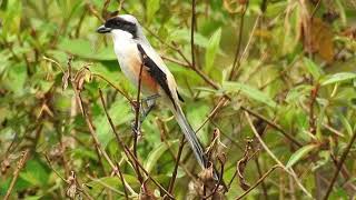 LongTailed Shrike [upl. by Tully285]