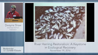 River Herring Restoration A Keystone in Ecological Recovery with Dwayne Shaw [upl. by Nailil450]