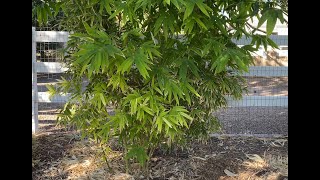 Clumping Bamboo as a Privacy Hedge  15 Year Old Bamboos Tour [upl. by Silisav117]