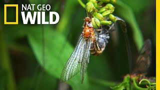 The 24Hour Life of the Mayfly  Nat Geo Wild [upl. by Noseyt]