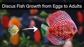 Discus Fish Growth from Eggs to Adults in 5 Minutes [upl. by Acinomaj]