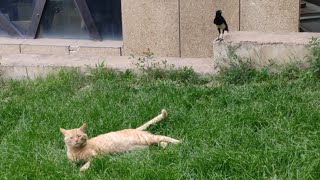 A magpie chirps and hops around the cat [upl. by Annala807]