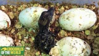 West African dwarf crocodile hatching from egg [upl. by Cherian]