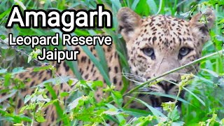 Leopard 🐆 Kills a Nilgai at Amagarh Leopard Reserve in Jaipur Rajasthan [upl. by Lenny]