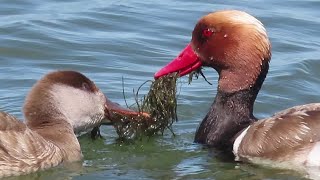 The rare and romantic behavior of Redcrested Pochard males [upl. by Aman]