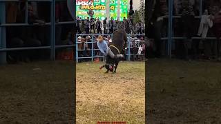 JARIPEO EXTREMO JUANITO DE TACUARO VS TORO EL MILAGRITO JR🐂💥 jaripeo shorts [upl. by Petrie]