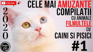 2020  CELE MAI AMUZANTE FILMULETE CU ANIMALE – COMPILATII VIDEO CU CAINI SI PISICI 1 [upl. by Amund549]