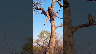 Close Call Hyena Chases Leopard Up Tree [upl. by Eeral937]