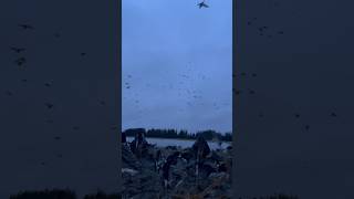 IT’S A WIGEON FRENZY Come back tomorrow at 600 pm CST to watch this insane muddy 100bird shoot [upl. by Draillih29]