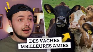 LES PIRES ANECDOTES DES ANIMAUX les vaches ont des meilleures amies [upl. by Uohk802]