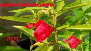 तेरडा  garden balsam plant गुलमेहंदी red flower [upl. by Marcelo]