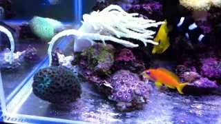 nano reef vortech mp10 sps lps soft coral [upl. by Audri707]