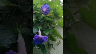 Blue morning gloryIpomoea indica flowersgardenvibes creeper floweringplants flowers nature [upl. by Agneta]