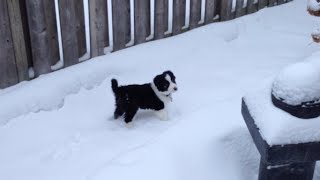 Border Collie Puppy Playing in Snow [upl. by Odraner]