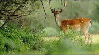 Johann Strauss II  Cuentos de los bosques de Viena [upl. by Aglo]