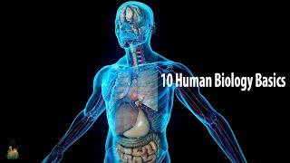 10 Human Biology Basics Everyone Should Know [upl. by Jarvey]