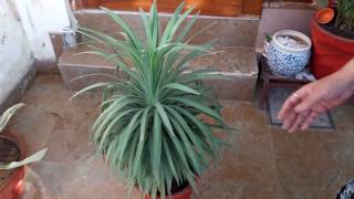 Yucca Plant Care  Fun Gardening  18 May 2017 [upl. by Randal389]