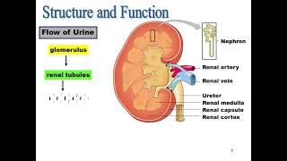 The Urinary System [upl. by Chad]