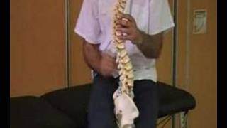 Nº 100 Humor y fisioterapia Funcionamiento de la COLUMNA VERTEBRAL spine how it works [upl. by Nnaaihtnyc42]