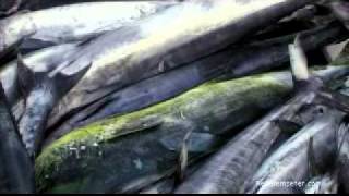 Seychellen Angeln  Seychelles Fishing powered by Reisefernsehencom  Reisevideo  travel video [upl. by Leoni]