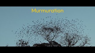 Murmuration [upl. by Deeyn]