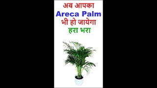 Areca Palm की देखभाल कैसे करे। shorts arecapalmcaretips arecapalm metimehappytime plantscare [upl. by Alimaj]