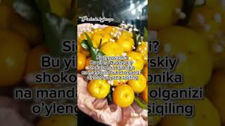 Mandarin buket🍊zakazga998934982996flowersfruitbouquetlobarxonflowersmandarinbuketmandarin [upl. by Lotsyrk178]