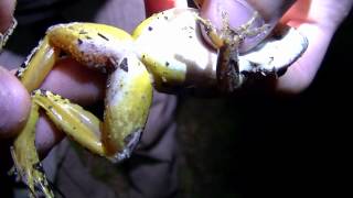 Pickerel Frog [upl. by Covell50]