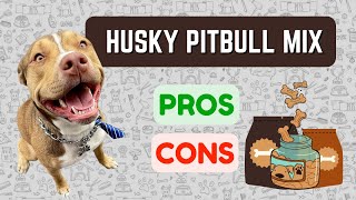 HUSKY PITBULL MIX Pitsky Pros amp Cons [upl. by Ahsote]